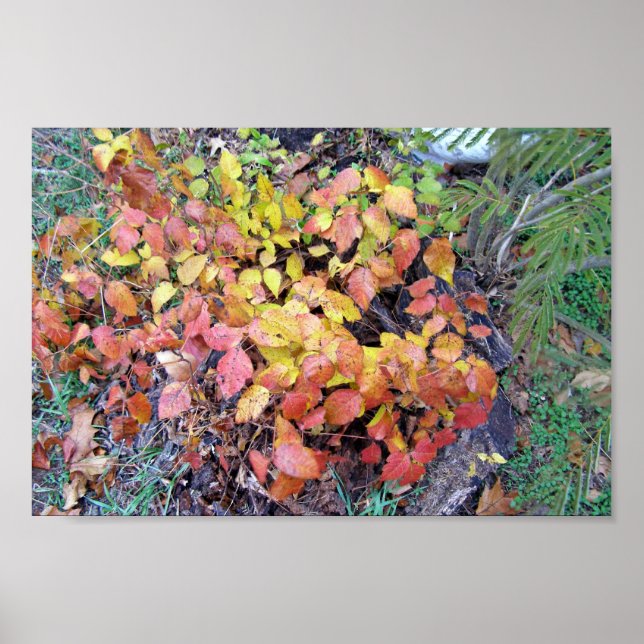 Fall poison ivy poster (Front)