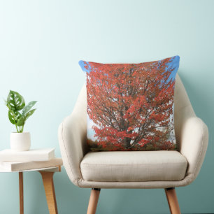 Fall red maple tree against blue sky  cushion