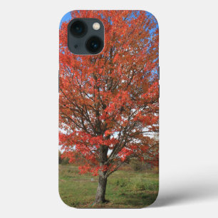 Fall red maple tree in the blue sky iPhone 13 case