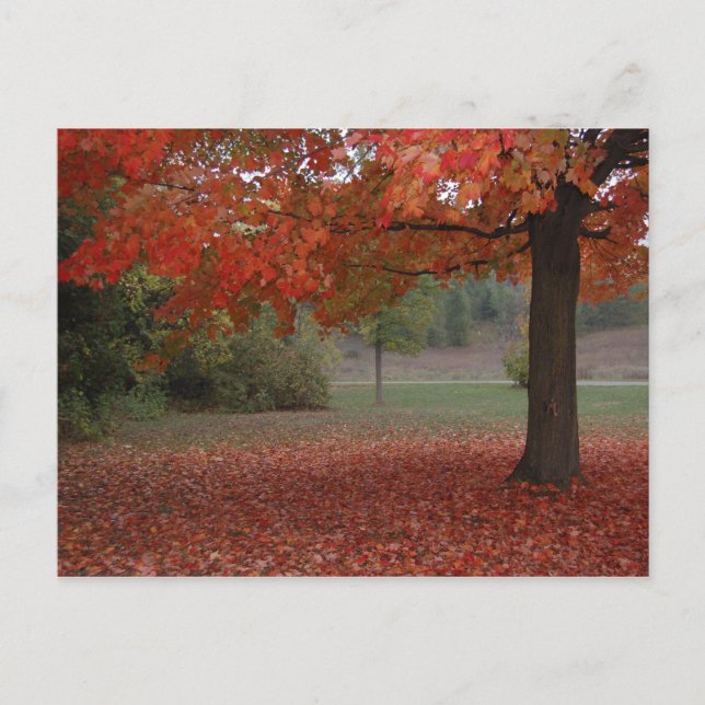 Fall Red Maple Tree - Postcard (Front)