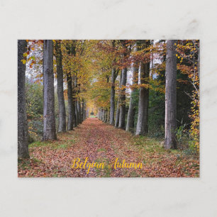 Fall season walk in Belgium Postcard