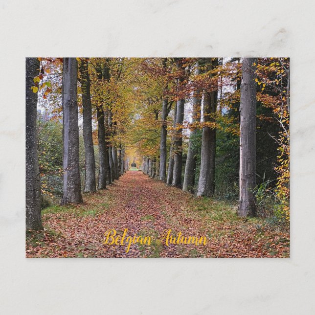 Fall season walk in Belgium Postcard (Front)