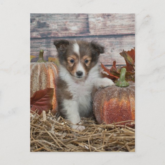 Fall Sheltie Puppy Postcard (Front)