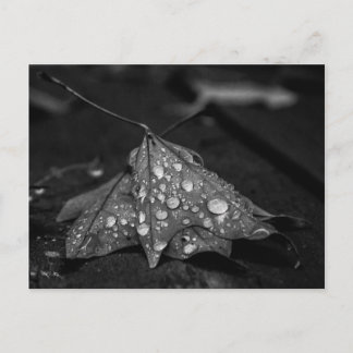 Fall Showers Postcard