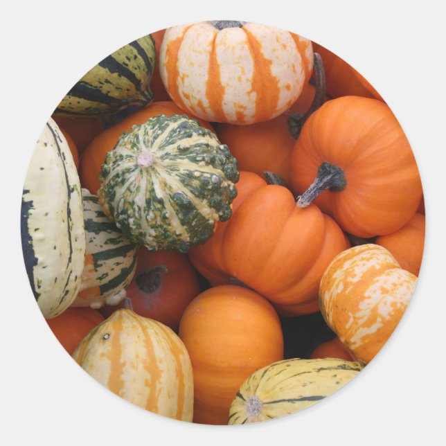 Fall Squash Harvest Classic Round Sticker (Front)