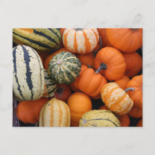Fall Squash Harvest Postcard