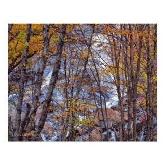 Fall Stream Photo Print