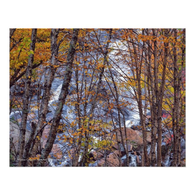 Fall Stream Photo Print (Front)