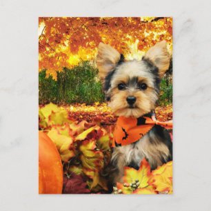 Fall Thanksgiving - Max - Yorkie Holiday Postcard