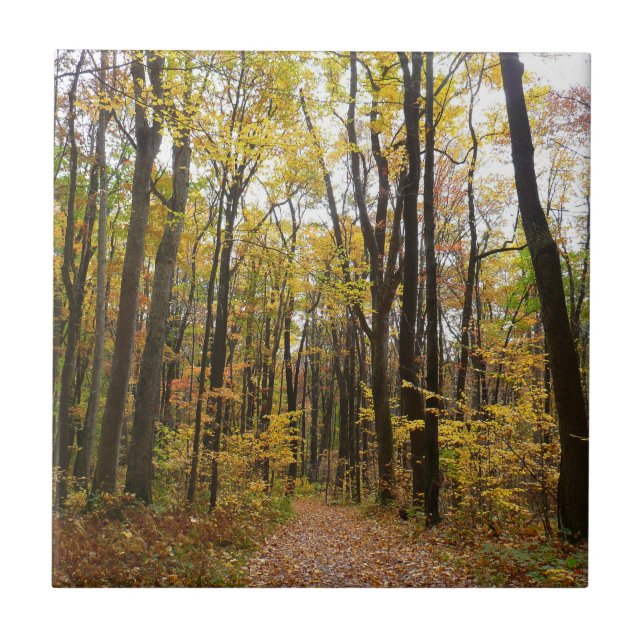 Fall Trail and Golden Leaves at Laurel Hill Park Ceramic Tile (Front)