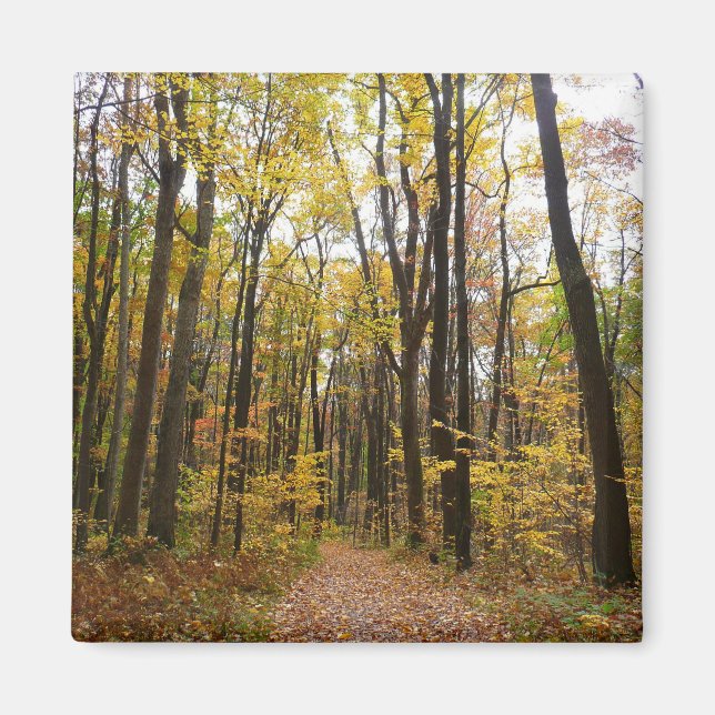 Fall Trail and Golden Leaves at Laurel Hill Park Magnet (Front)