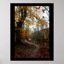 Fall Tree Along Winding Path