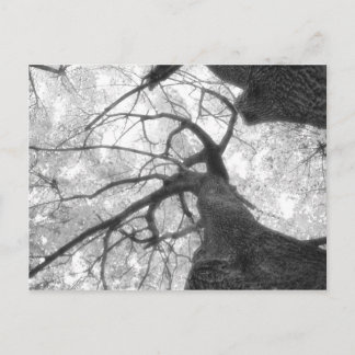 Fall Tree in Black and White Postcard