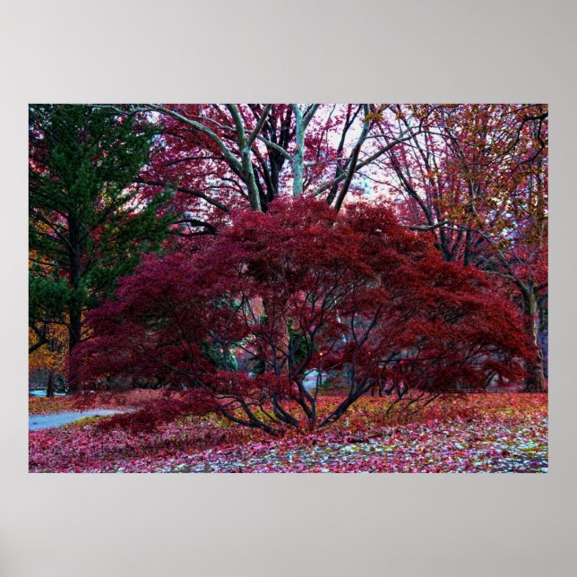 Fall Tree Landscape Poster (Front)