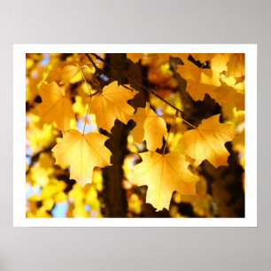 Fall Tree Leaves Yellow Glowing Autumn Leaves Poster