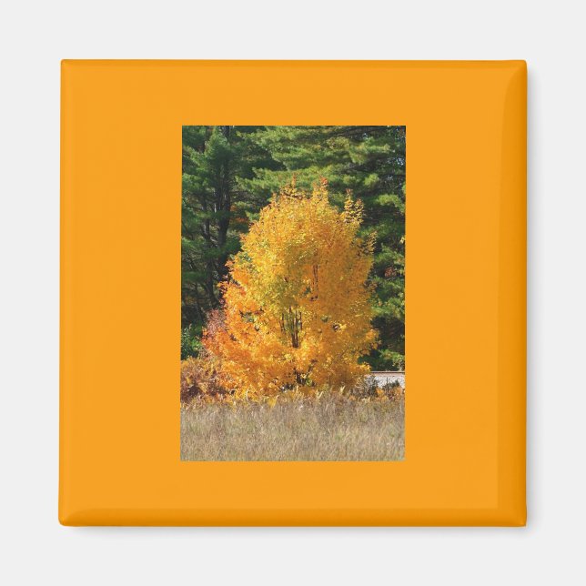 Fall Tree Magnet (Front)