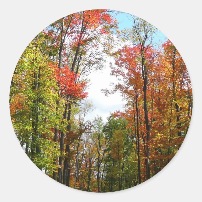 Fall Trees and Blue Sky Autumn Nature Photography Classic Round Sticker (Front)