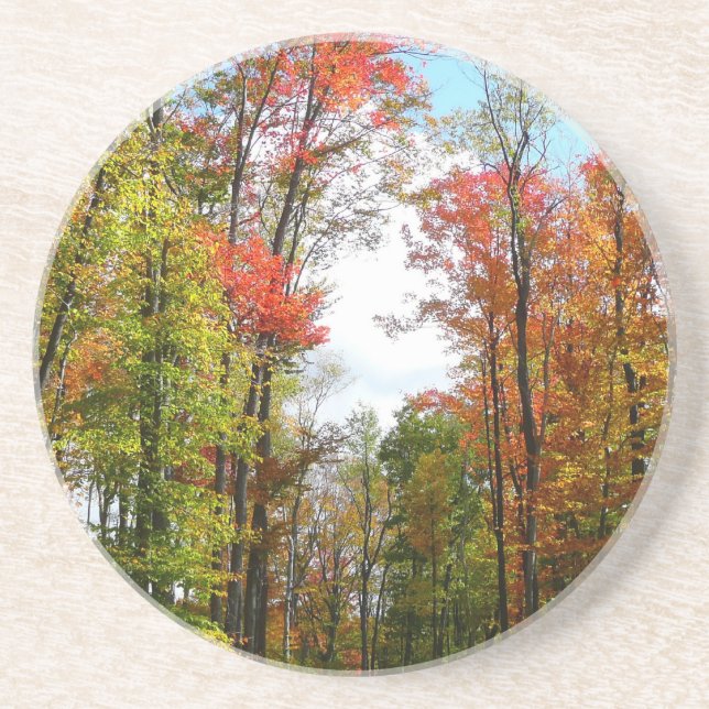 Fall Trees and Blue Sky Autumn Nature Photography Coaster (Front)
