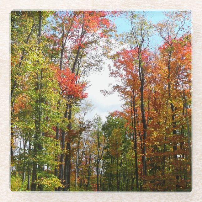 Fall Trees and Blue Sky Autumn Nature Photography Glass Coaster (Front)