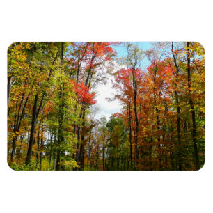 Fall Trees and Blue Sky Autumn Nature Photography Magnet