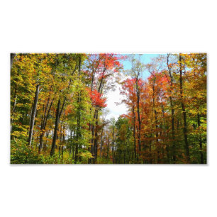 Fall Trees and Blue Sky Autumn Nature Photography Photo Print