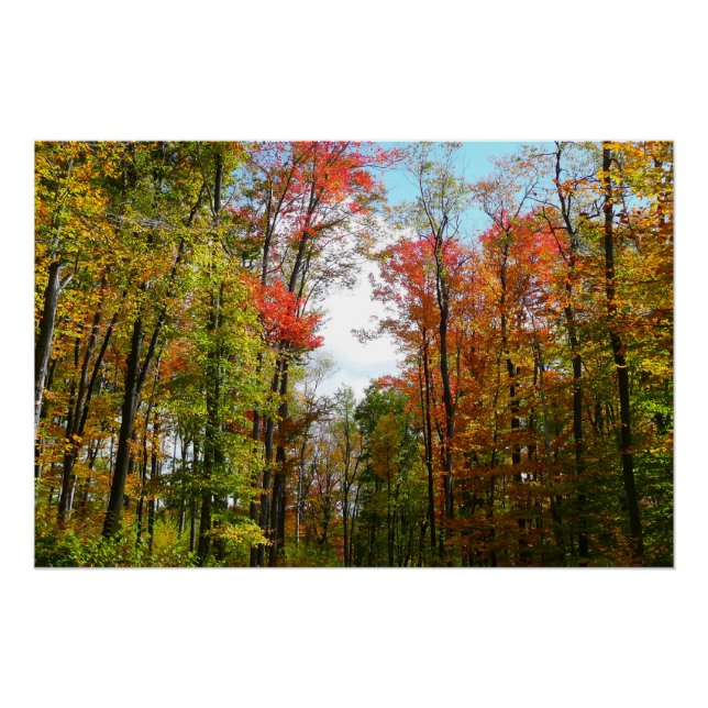 Fall Trees and Blue Sky Autumn Nature Photography Poster (Front)