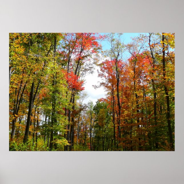 Fall Trees and Blue Sky Autumn Nature Photography Poster (Front)