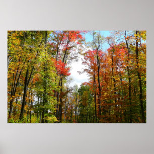 Fall Trees and Blue Sky Autumn Nature Photography Poster
