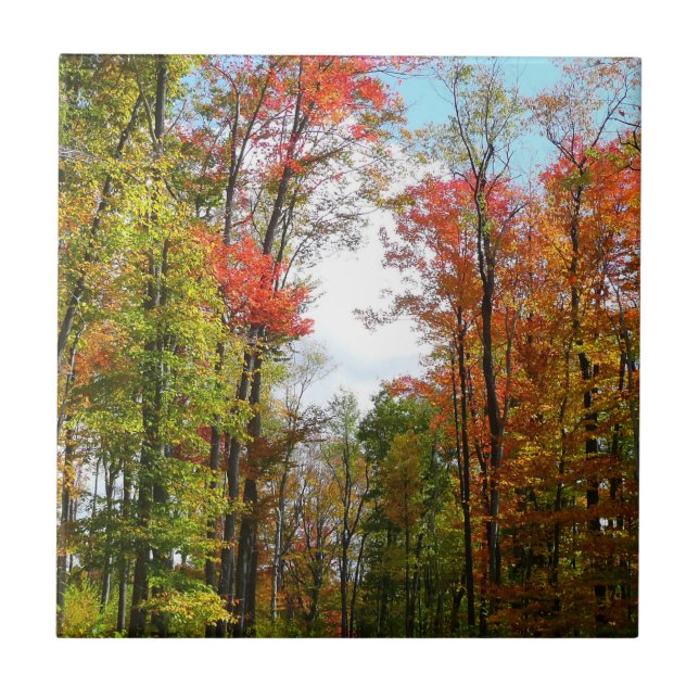 Fall Trees and Blue Sky Autumn Nature Photography Tile (Front)
