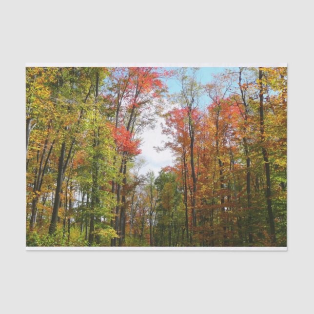 Fall Trees and Blue Sky Autumn Nature Photography Tissue Paper (Front)