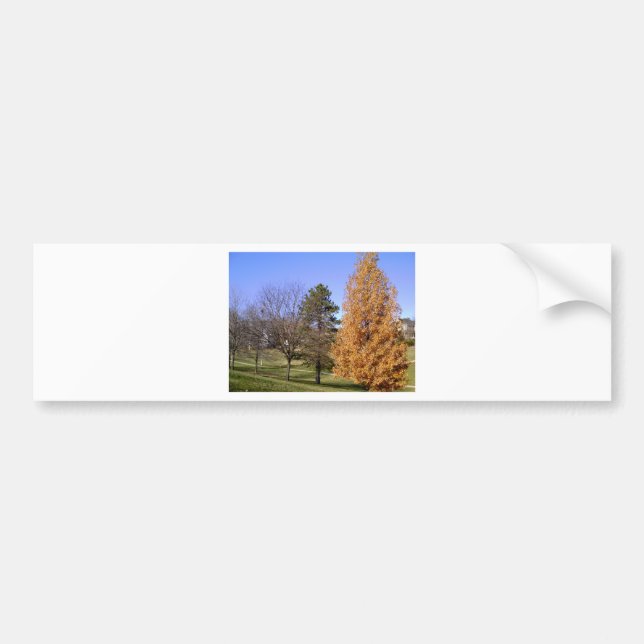 Fall Trees Bumper Sticker (Front)