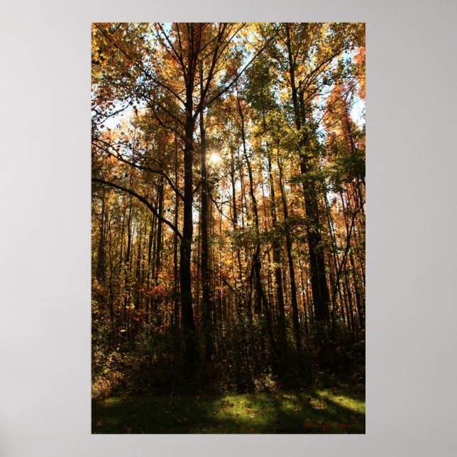 Fall Trees Poster (Front)
