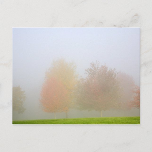 Fall trees shrouded in mist postcard (Front)