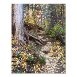 Fall upon the West Fork trail Photo Print