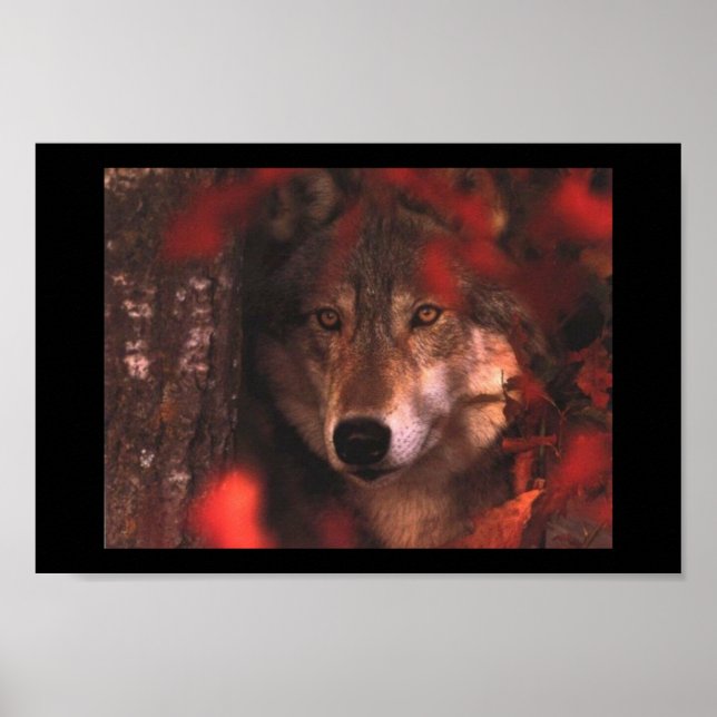 Fall wolf poster (Front)