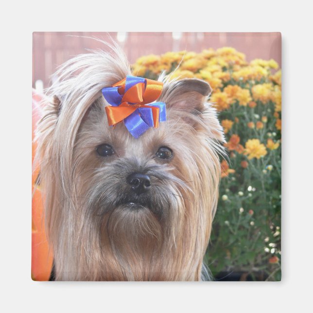 Fall Yorkie Fun Magnet (Front)
