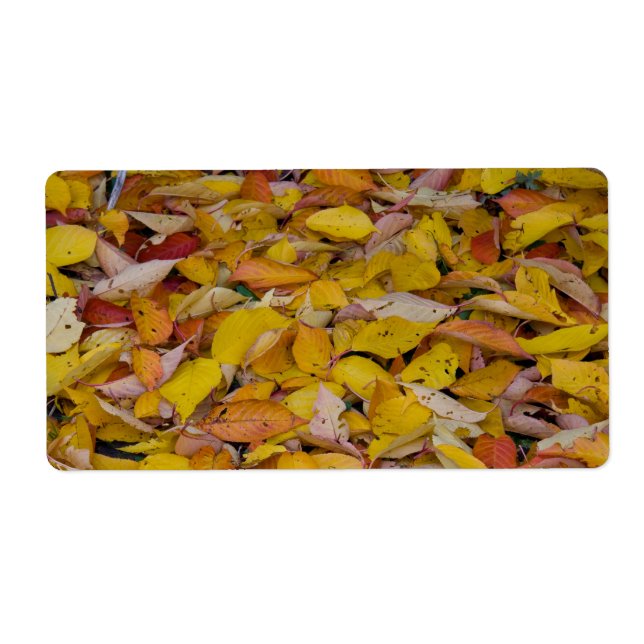 Fallen autumn leaves (Front)
