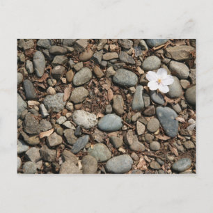 Fallen cherry blossom postcard