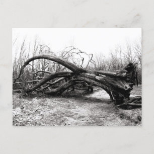 Fallen Giants, Tree Warriors, Nature / Wilderness Postcard