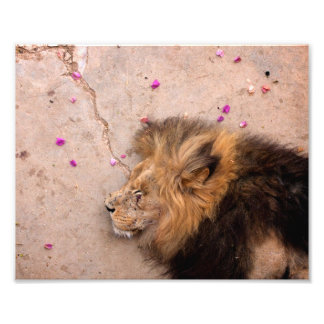 Fallen King Photo Print