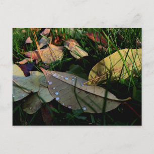 Fallen Leaves Postcard
