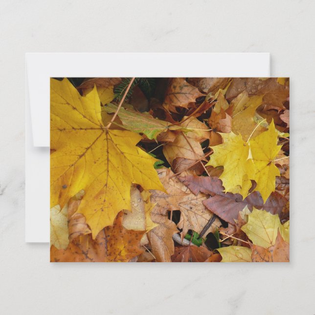 Fallen Maple Leaves Yellow Autumn Nature (Front)