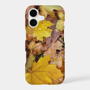 Fallen Maple Leaves Yellow Autumn Nature