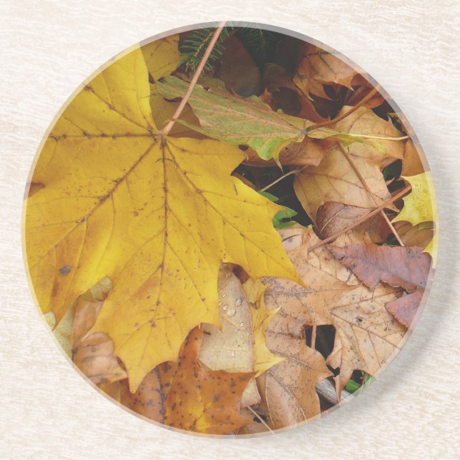 Fallen Maple Leaves Yellow Autumn Nature Coaster (Front)