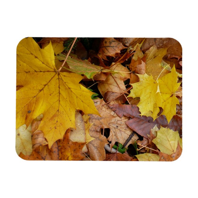 Fallen Maple Leaves Yellow Autumn Nature Magnet (Horizontal)
