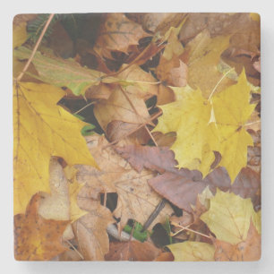Fallen Maple Leaves Yellow Autumn Nature Stone Coaster