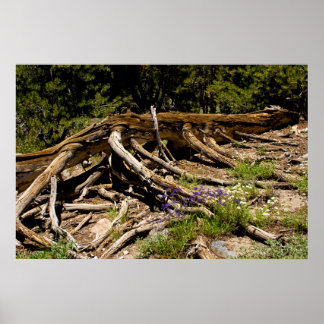 Fallen Pine Tree Poster