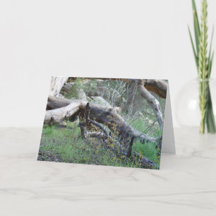 Fallen Tree Card
