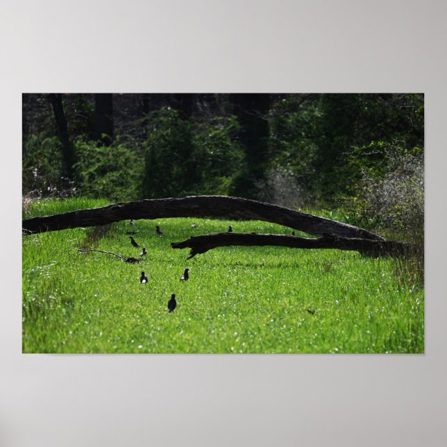 Fallen Tree Photo Poster (Front)