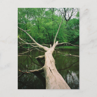 Fallen Tree Postcard